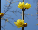 Winter Sweet